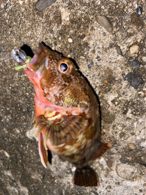 ガシラサバマイワシ祭り^_^