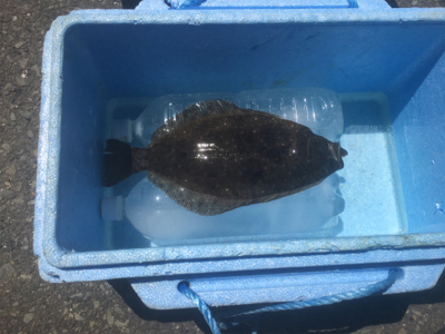 ヒラメ一匹釣れました^_^