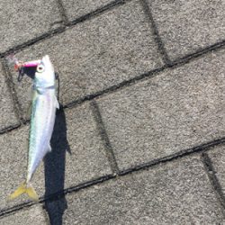 豆サバすらも。。。ULSJで何とか(涙)