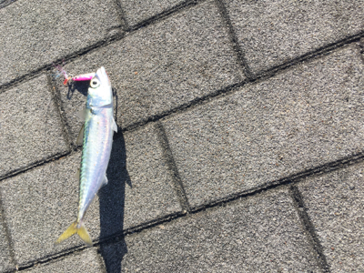 豆サバすらも。。。ULSJで何とか(涙)