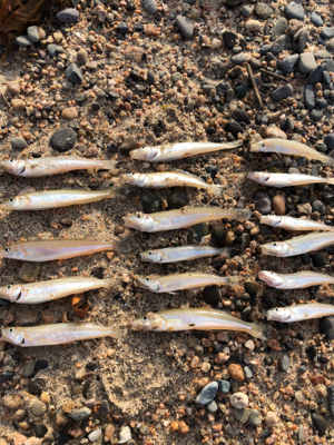 砂浜でキス釣り