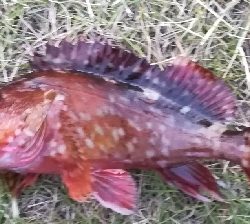 メバリング1845〜1930