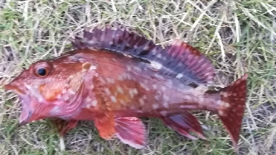 メバリング1845〜1930