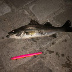 バチ終わりかな？