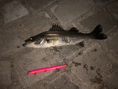 バチ終わりかな？