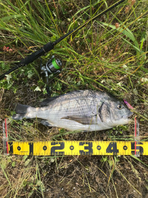 シーバス狙いで…