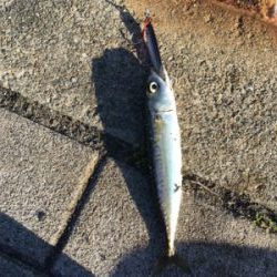 とうとう豆サバも渋く。。。