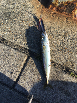 とうとう豆サバも渋く。。。