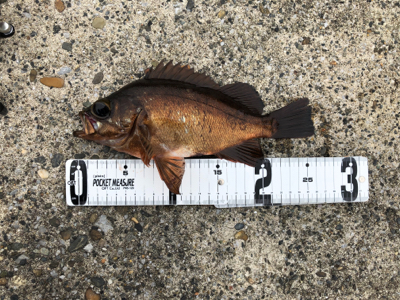 メバリング？シーバス？