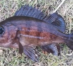 メバリング1835〜1925