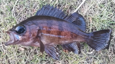 メバリング1835〜1925