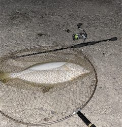 おてがる高級魚