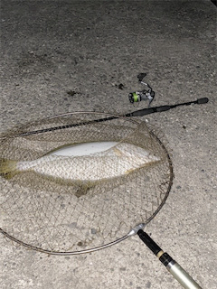 おてがる高級魚