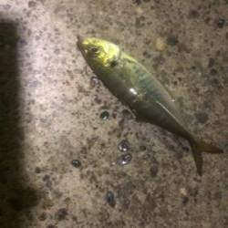 深夜からのアジング