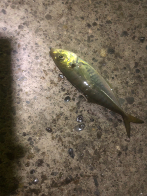 深夜からのアジング