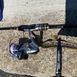 ハゼが浮いている