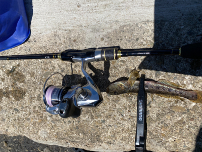 ハゼが浮いている