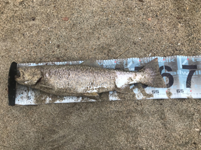 ヒラメ釣行！好調継続です！