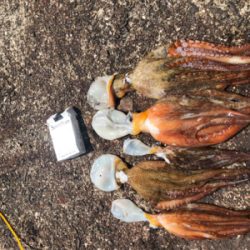 一年ぶりのタコ