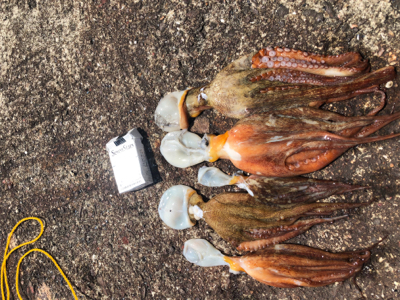 一年ぶりのタコ