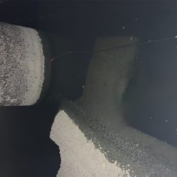 今年初手長海老