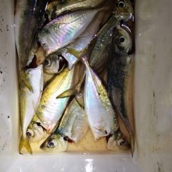 アジング 練習 148