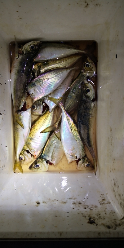 アジング 練習 148