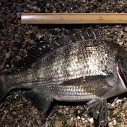 嬉しい外道•*¨*•.¸¸☆*･ﾟ