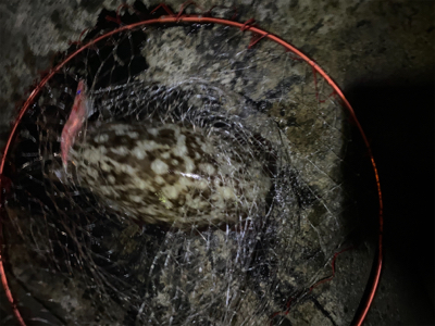 今年は甲烏賊ばっかり！