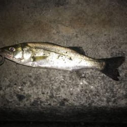 久しぶりの投稿