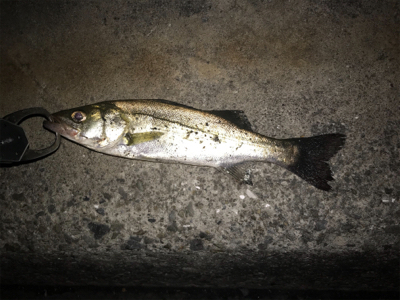 久しぶりの投稿