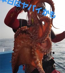 ステイゴールド　タコ　　