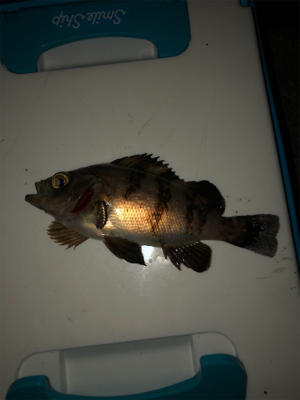 サバが明石にやってきた！