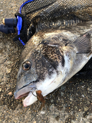 歳なし真チヌきたぁぁ！、