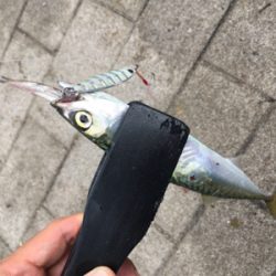 もはや逆にサバング堪能♪