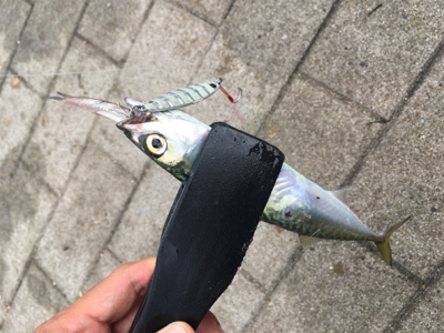 もはや逆にサバング堪能♪