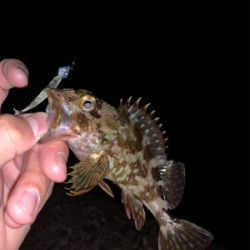 いつも通りのガシリング。