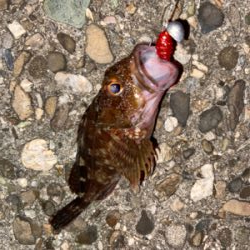 ガシラは釣れる^_^♫