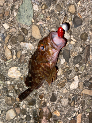 ガシラは釣れる^_^♫