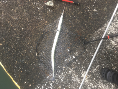 大雨の中のダツ85センチ