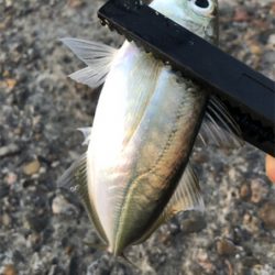 朝マズメアジング