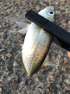 朝マズメアジング