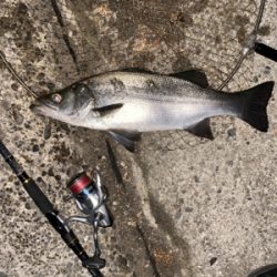 デカヒラゲット!