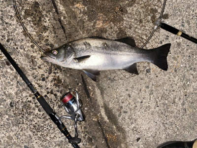 デカヒラゲット!