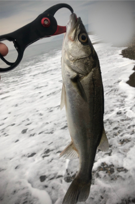 北海道　シーバス　レア