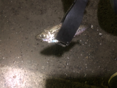 夜中のアジング