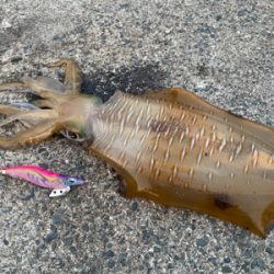 アジ確保からヤエン