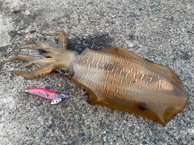 アジ確保からヤエン