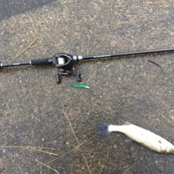 シーバス求めて