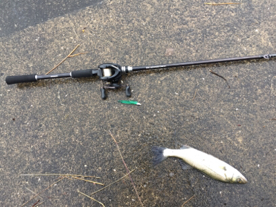 シーバス求めて